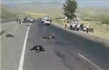 جانشین رئیس پلیس راه استان :سوانح ترافیکی در کمین کوچ شبانه عشایر