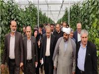 ساخت فاز دوم گلخانه الحاقي بلداجي چهارمحال و بختياري آغاز شد