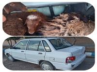 دستگيري متهم به سرقت احشام در شهرستان فيروزه