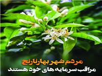 اين روز‌ها هواي شهر بابل مملو از عطر بهار نارنج است/  اين عطر از باغ‌ها و درختان نارنج در کنار گوشه‌هاي شهر به مشام مي‌رسد