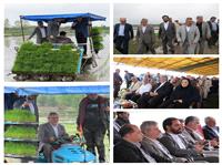 آئين اولين نشا مکانيزه برنج کشور در قائم شهر برگزار شد