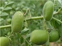 معرفي 4 رقم جديد نخود ديم