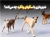 ساماندهي و نگهداري سگ‌هاي بلاصاحب در سطح شهر