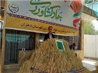 برداشت گندم در دهلران آغاز شد