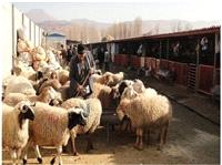 توصيه‌هاي بهداشتي دانشگاه علوم پزشکي هرمزگان براي عيد قربان