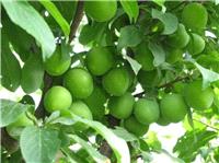 رتبه دوم آذربايجان شرقي در توليد گوجه سبز