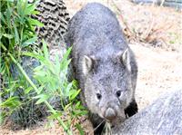 Why Is Sam Jones Facing Backlash? Baby Wombat Incident Explained