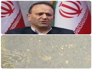 بچه ماهي حاصل ازاجراي طرح کمک  به تکثيرطبيعي ازاستخر تعاوني  صيادي پره شهيد قاسمي شهرستان چالوس