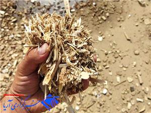 کشف چوب آلات قاچاق تبديل شده به چيپس چوب و گرده بينه در گنبدکاووس