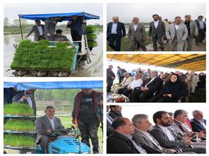 آئين اولين نشا مکانيزه برنج کشور در قائم شهر برگزار شد