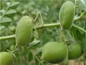 معرفي 4 رقم جديد نخود ديم