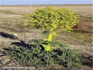 کشت گياه ارزشمند آنغوزه در نيشابور