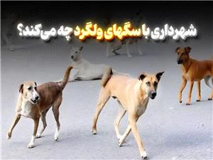 ساماندهي و نگهداري سگ‌هاي بلاصاحب در سطح شهر