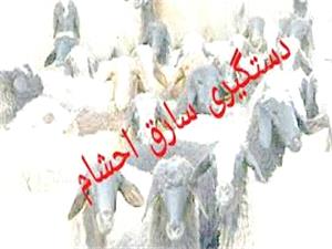 انهدام باند سارقان احشام با 30 فقره سرقت در مازندران