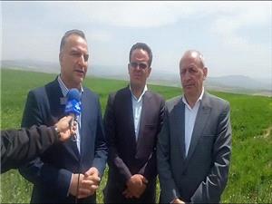 خريد تضميني 1.7 ميليون تن گندم در کشور/ رشد 7 درصدي نسبت به سال گذشته