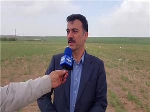 پيش‌بيني توليد 11 ميليون تن گندم در سال جاري  ?پوشش بيمه کشاورزي بايد افزايش يابد