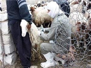 همه‌گیری بیماری تب برفکی در شهرستان ایوان واقعیت ندارد