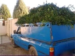 كشف 10 هزار شاخه چلم در سوادکوه