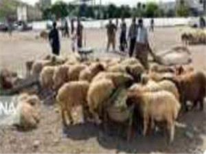 مدير هماهنگي و نظارت بر خدمات شهري شهري کرمانشاه:برپايي 11 جايگاه عرضه دام قرباني در کرمانشاه