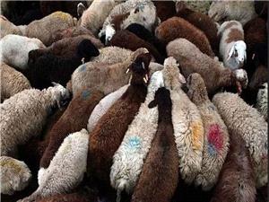 ذِبح بيش از 100 گوسفند در استان کهگيلويه و بويراحمد