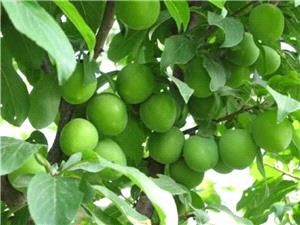 رتبه دوم آذربايجان شرقي در توليد گوجه سبز