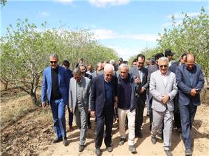 بازديد استاندار خراسان شمالي از مزارع پسته حومه روستاي استعين اسفراين