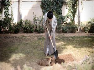 فی الیوم الوطنی للتشجیر .. قائد الثوره یغرس شتلات
