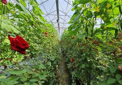 تولید سالانه بیش از 9.5 میلیون شاخه گل زینتی در آذربایجان شرقی